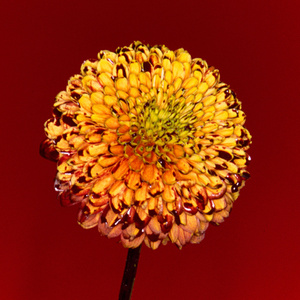 男人和女人日皮视频
